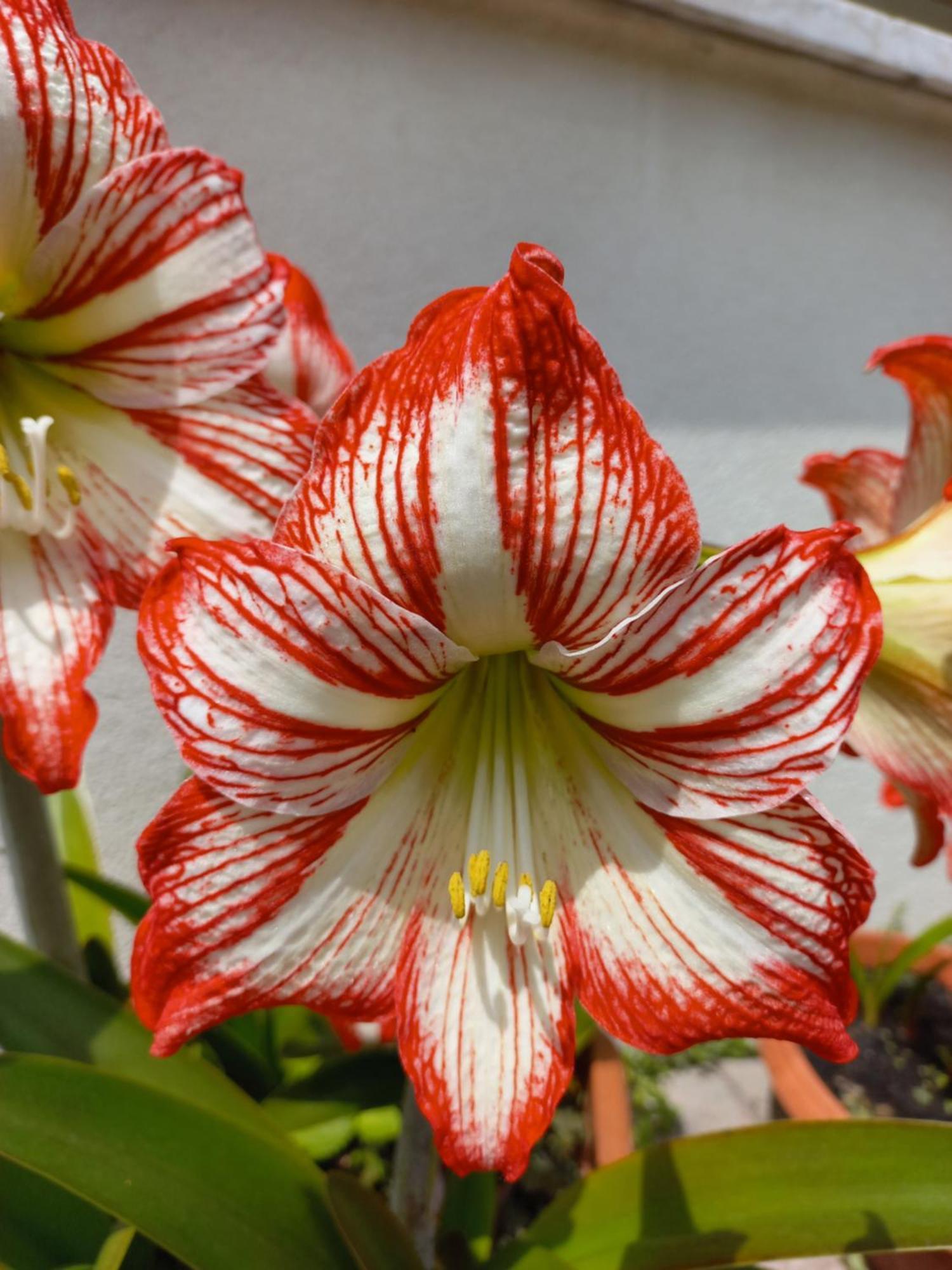 Apartamento Le Magnolie