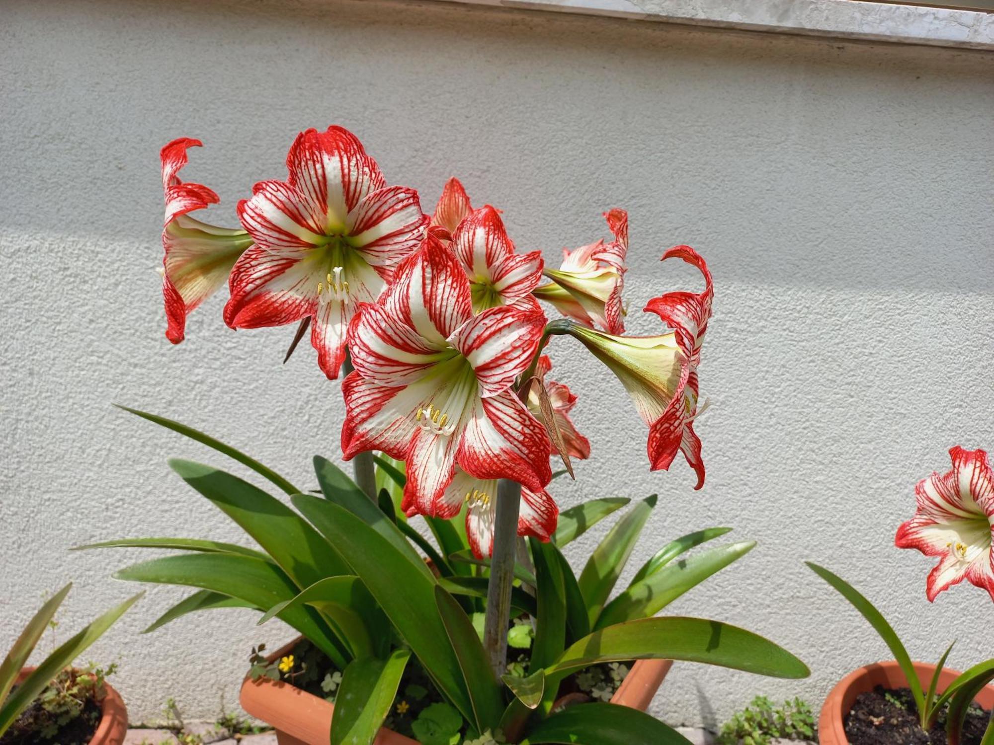 Apartment Le Magnolie Mestre