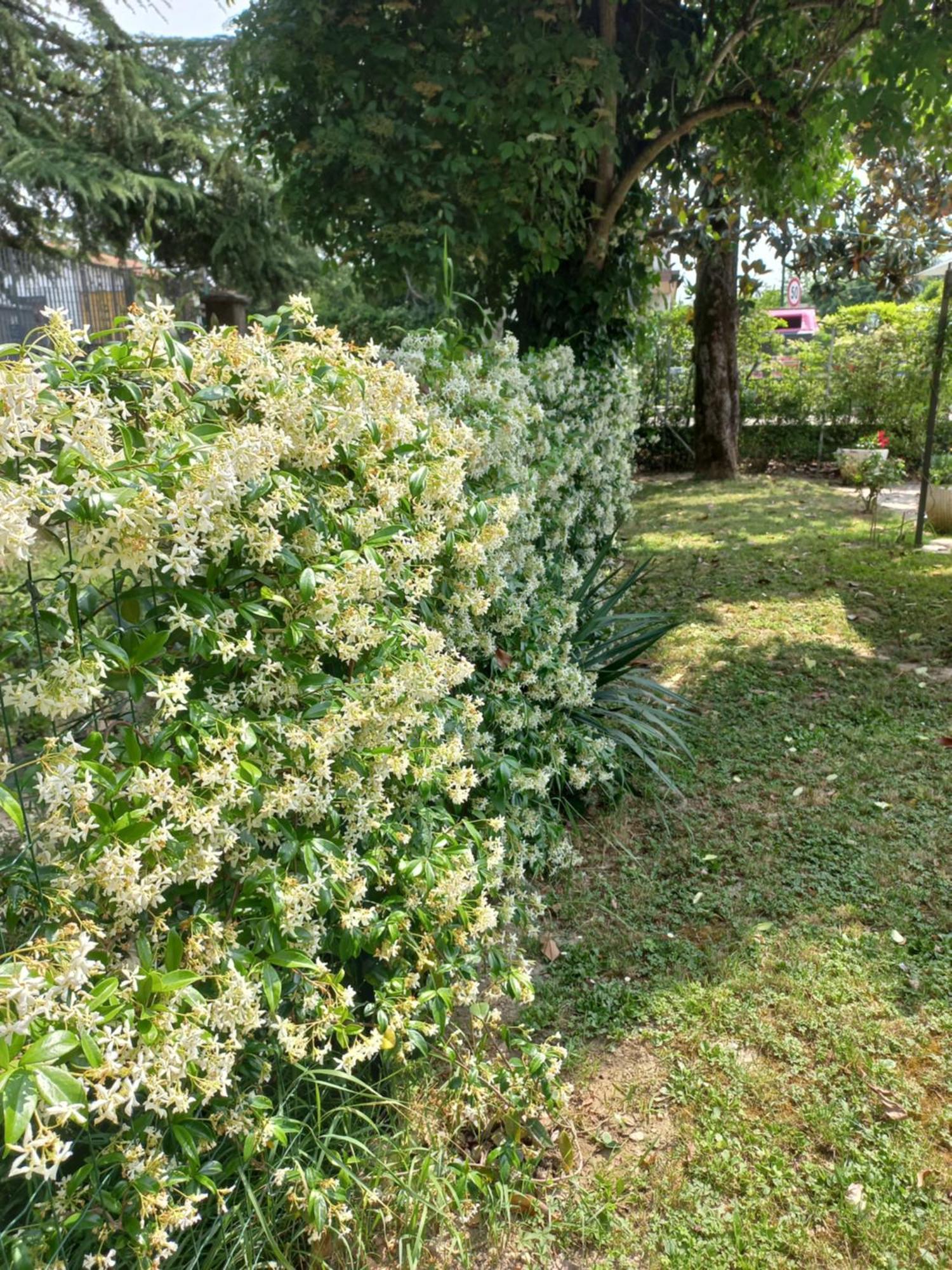 Apartamento Le Magnolie *
