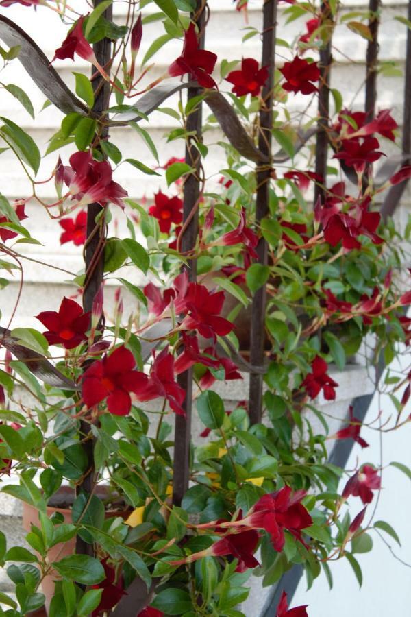 Le Magnolie